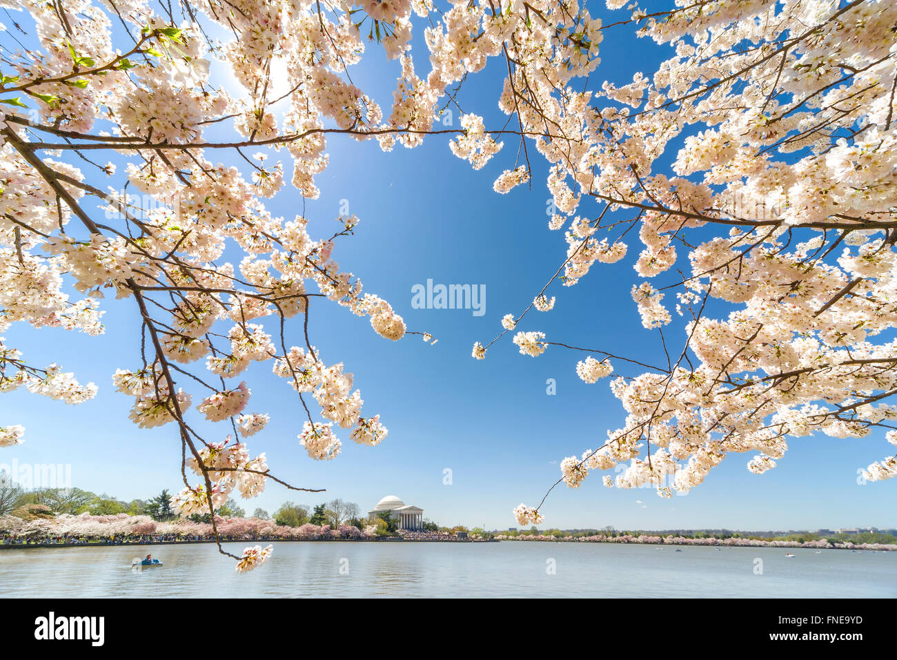 Washington DC National Cherry Blossom Festival. La fioritura dei ciliegi in fiore di picco in corrispondenza del bacino di marea con il Jefferson Memorial. Foto Stock
