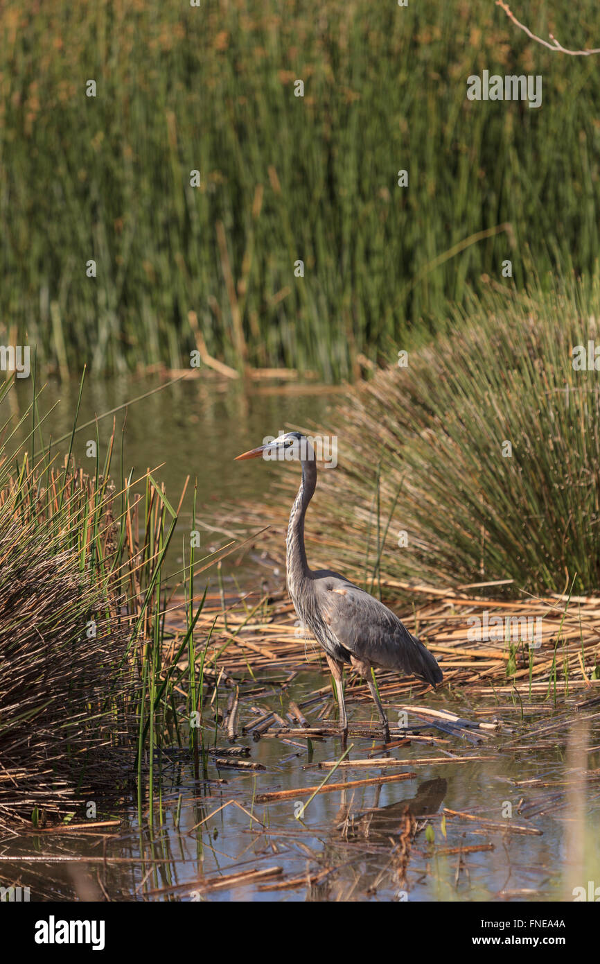 Airone blu bird, Ardea Erodiade, nel selvaggio, rovistando in un lago in Huntington Beach, California, Stati Uniti Foto Stock