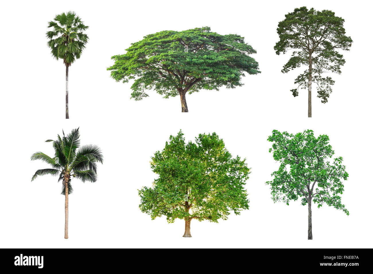 Albero isolato su sfondo bianco Foto Stock