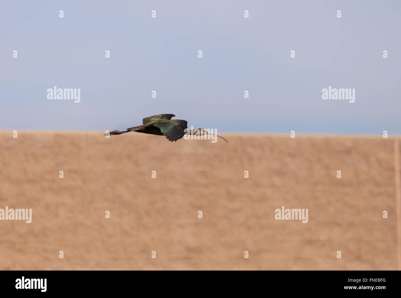 Di fronte bianco ibis, Plegadis chihi, vola sopra la palude a San Joaquin riserva naturale a Irvine, California, Stati Uniti Foto Stock