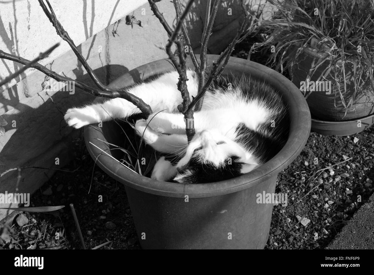Domestico gatto britannico rilassante nella primavera sole in un vaso di fiori con un arbusto ancora la foglia in esso. Marzo 2016 Foto Stock