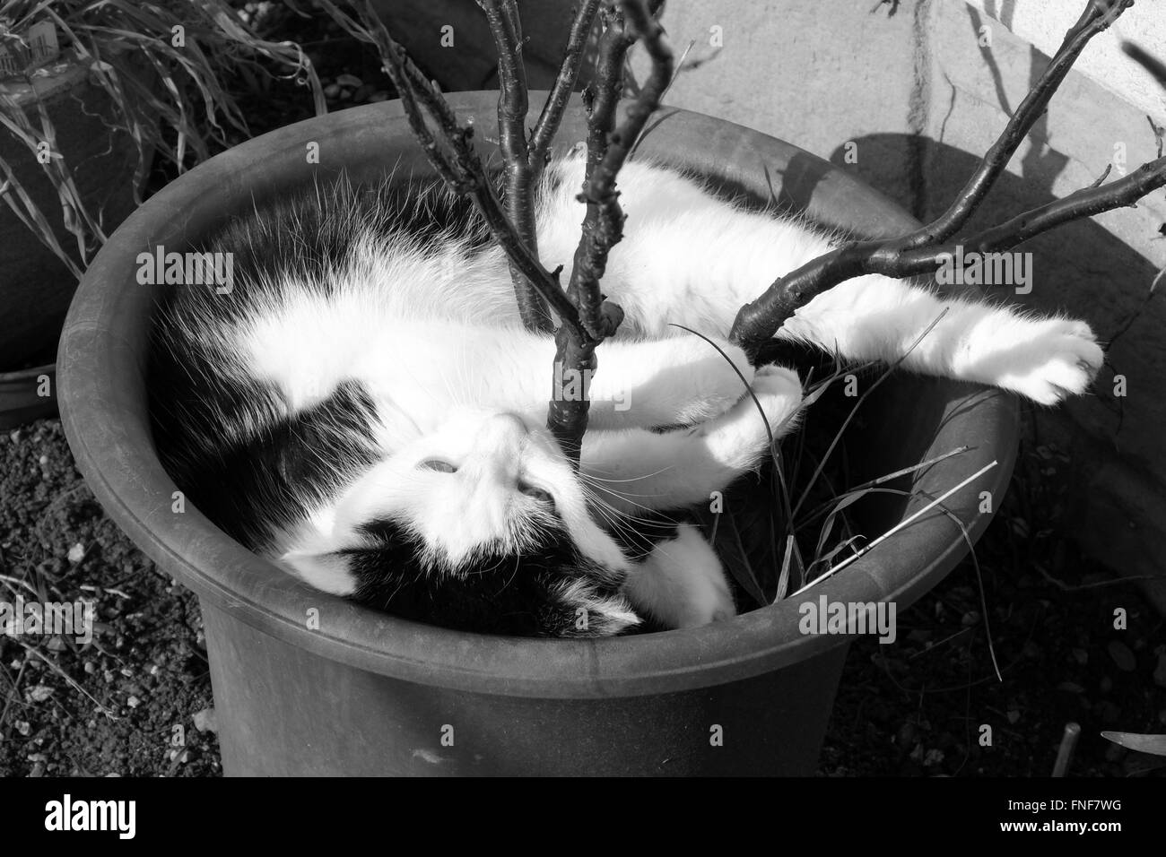 Domestico gatto britannico rilassante nella primavera sole in un vaso di fiori con un arbusto ancora la foglia in esso. Marzo 2016 Foto Stock