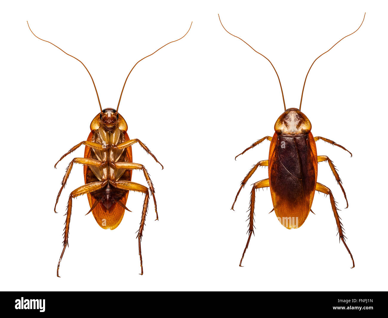 Immagine ravvicinata scarafaggio sconvolto e vista capovolta Foto Stock