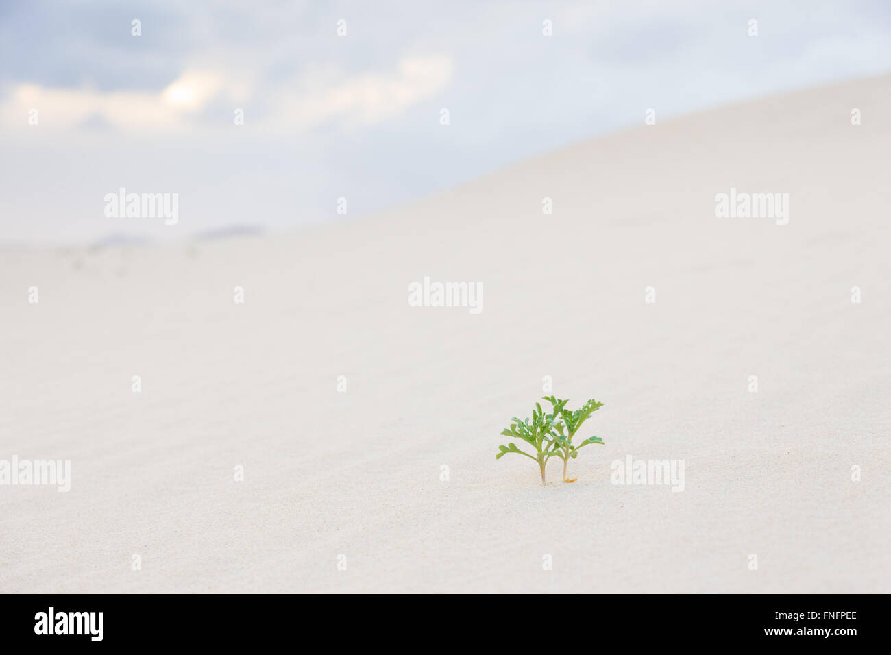 Due piante verdi germogli nel deserto di sabbia. Foto Stock