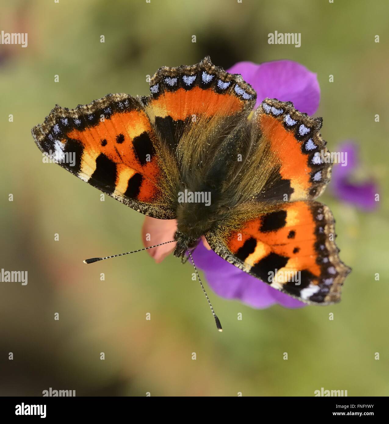 Tartaruga Butterfly Foto Stock
