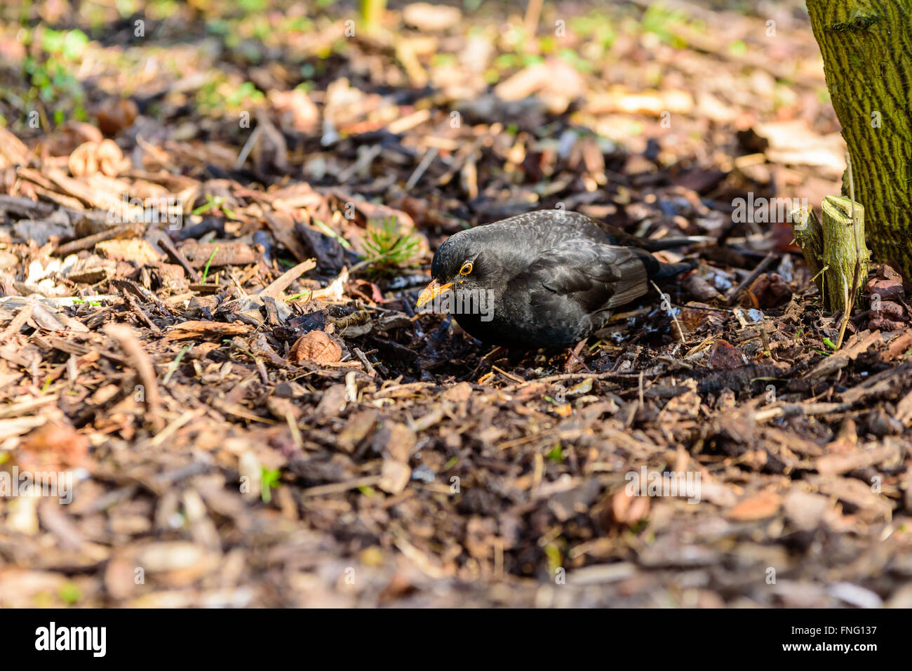 Un maschio di merlo comune (Turdus merula) in cerca di cibo nel sottobosco in primavera. Noto anche come Eurasian blackbird o jus Foto Stock