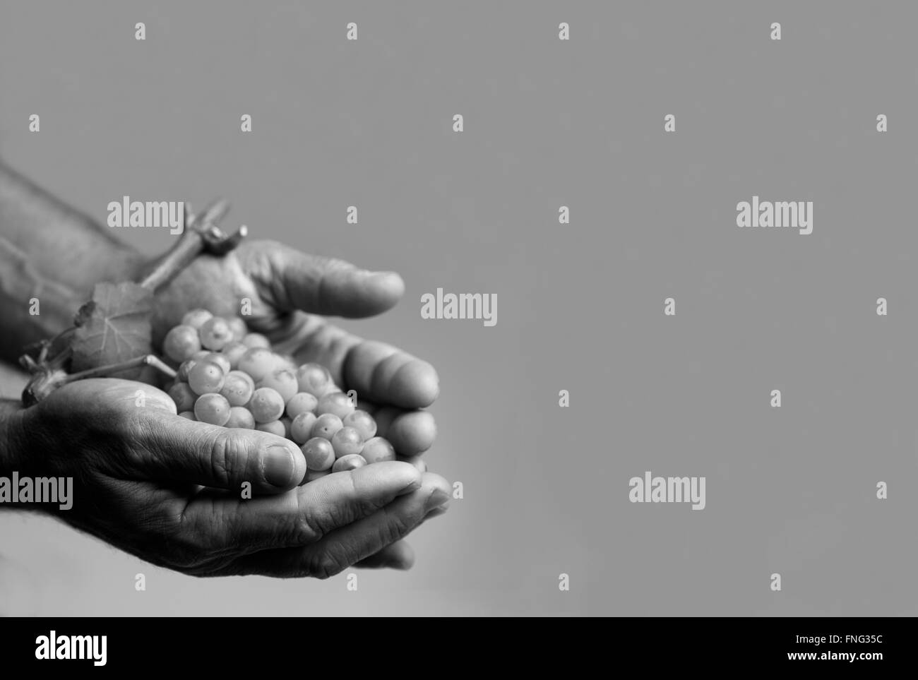 Orizzontale vista anteriore di duro lavoro tenendo le mani fino a fresco di uve bianche con foglie su sfondo grigio Foto Stock