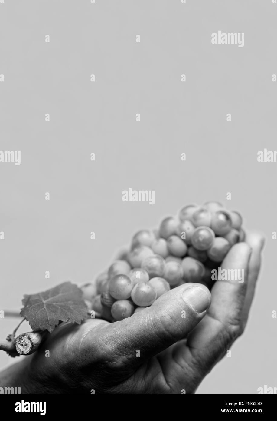 Verticale vista anteriore di un duro lavoro di contenimento a mano fino a mosti di uve fresche con foglie su sfondo grigio Foto Stock