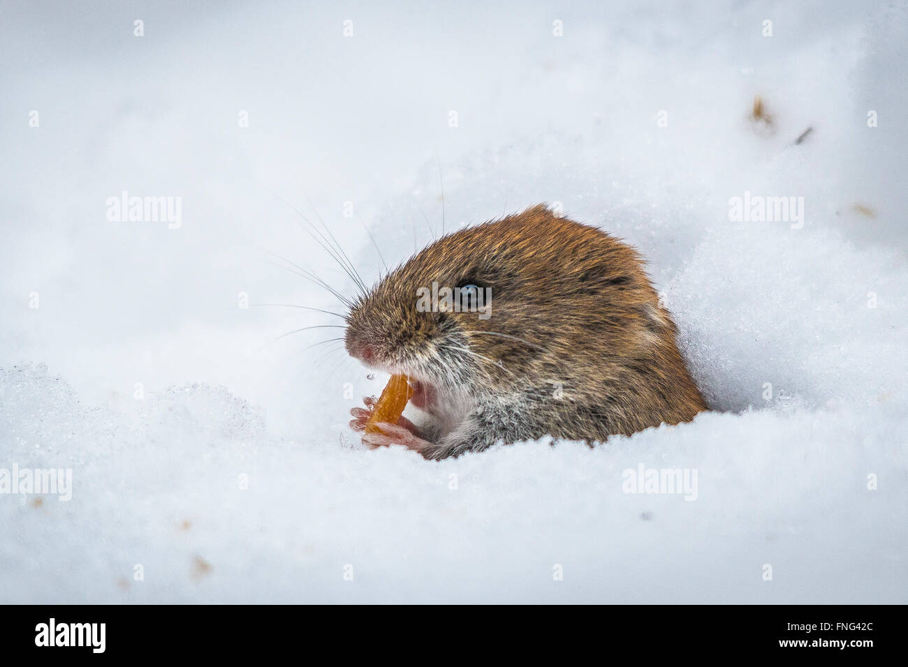 Bank vole (Myodes glareolus) Foto Stock