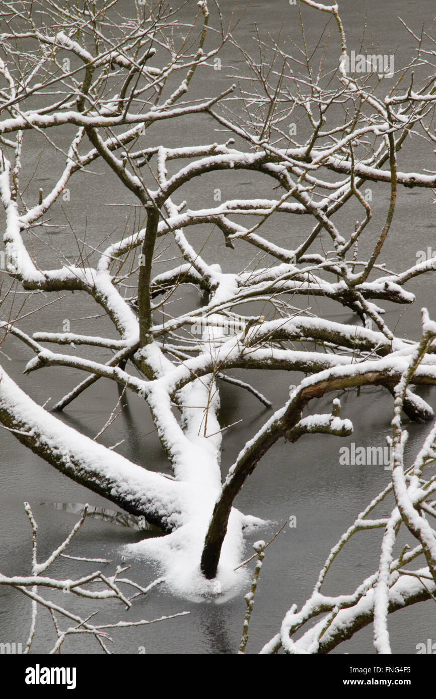Coperte di neve albero caduto in corrispondenza di un bordo di una rigenerata fossa di ghiaia, Attenborough Riserva Naturale, Notts, Regno Unito Foto Stock