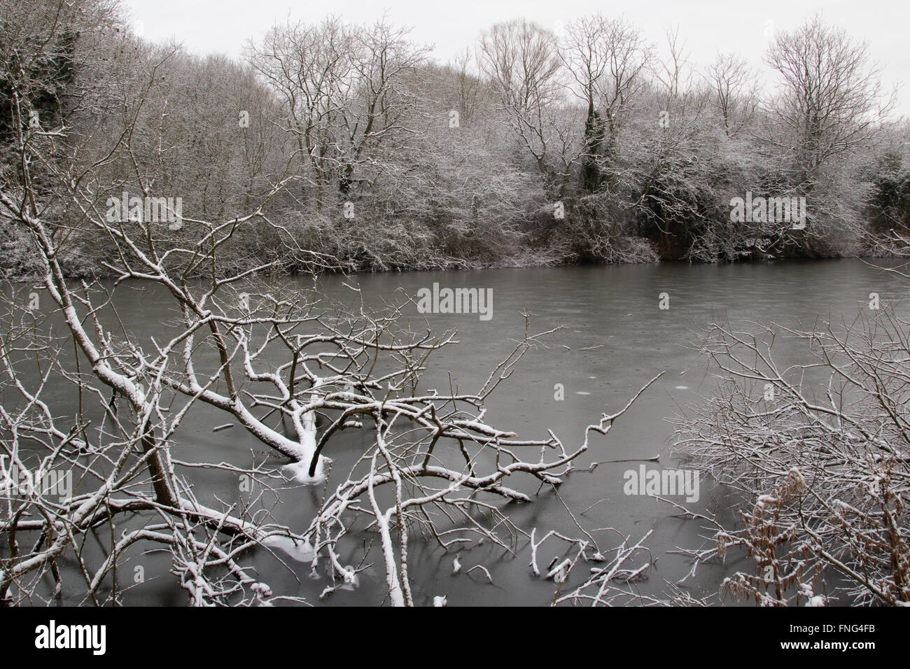 Coperte di neve albero caduto in corrispondenza di un bordo di una rigenerata fossa di ghiaia, Attenborough Riserva Naturale, Notts, Regno Unito Foto Stock