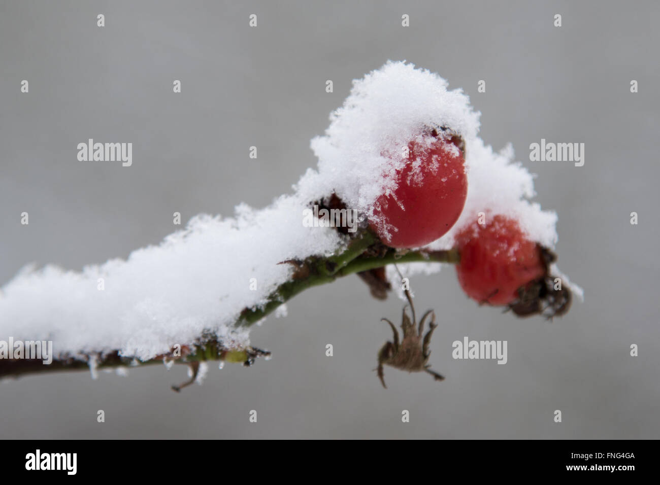 Coperte di neve rosa canina Foto Stock