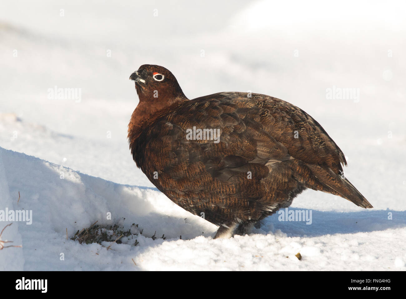 Maschio di gallo forcello rosso (Lagopus lagopus scotica) in piedi nella neve Foto Stock