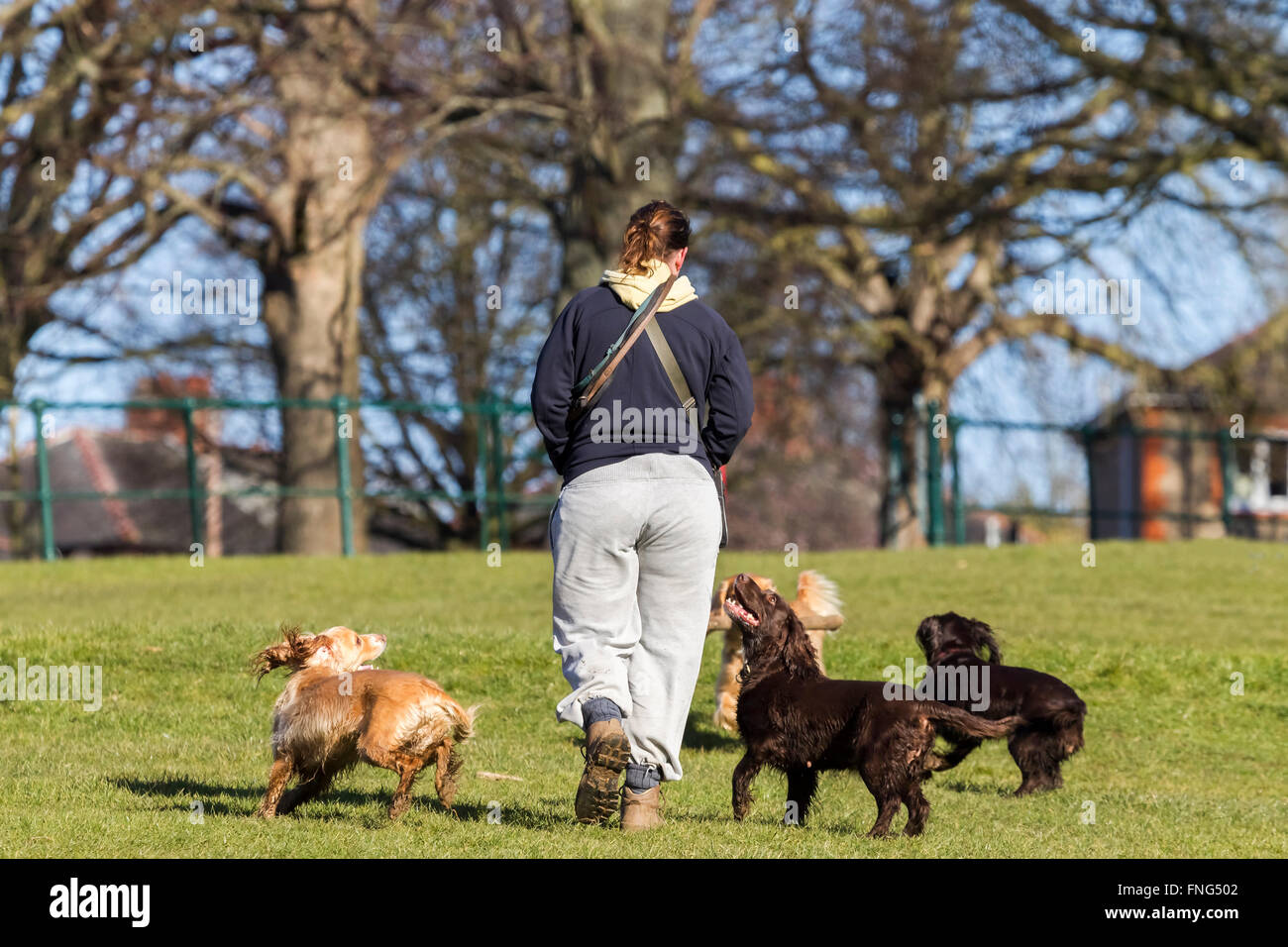 Ragazza camminare il suo lavoro in cani Abington Park, Northampton. Foto Stock