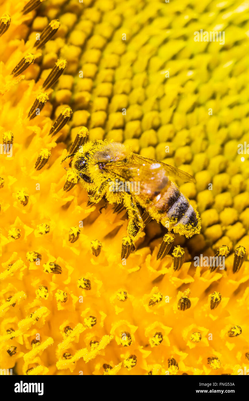 Immagine ravvicinata di api sono la raccolta di polline Foto Stock