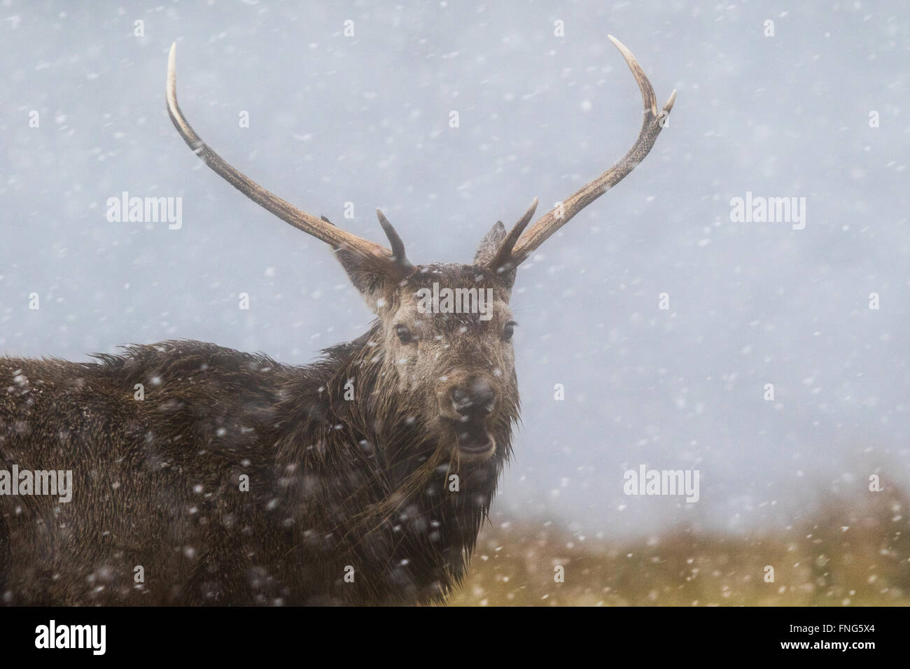Il cervo (Cervus elaphus) stag mangiare erba morta in una tempesta di neve Foto Stock