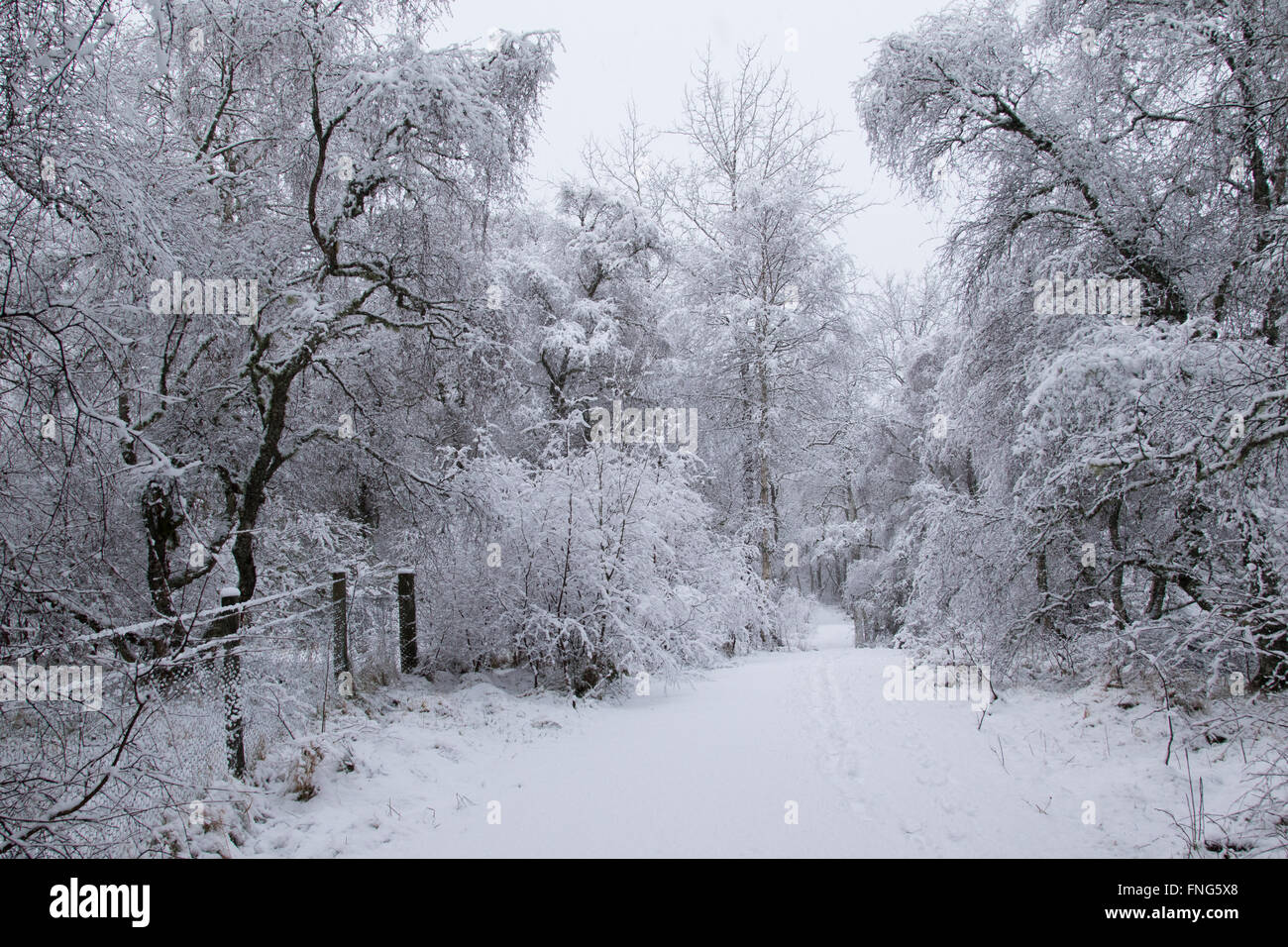 Sentiero innevato attraverso un bosco di cavalcare nelle Highlands scozzesi Foto Stock