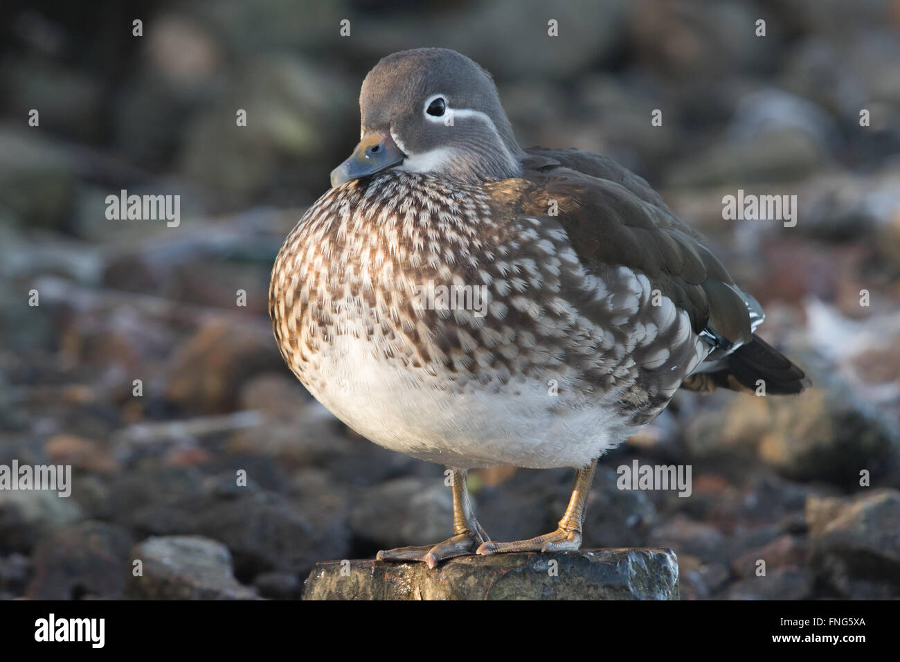 Femmine di Anatra di mandarino (Aix galericulata) in piedi su una roccia Foto Stock