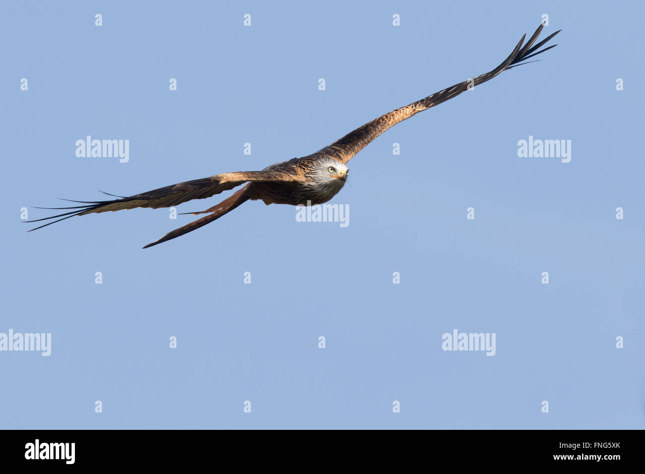 Nibbio reale (Milvus milvus) in volo Foto Stock