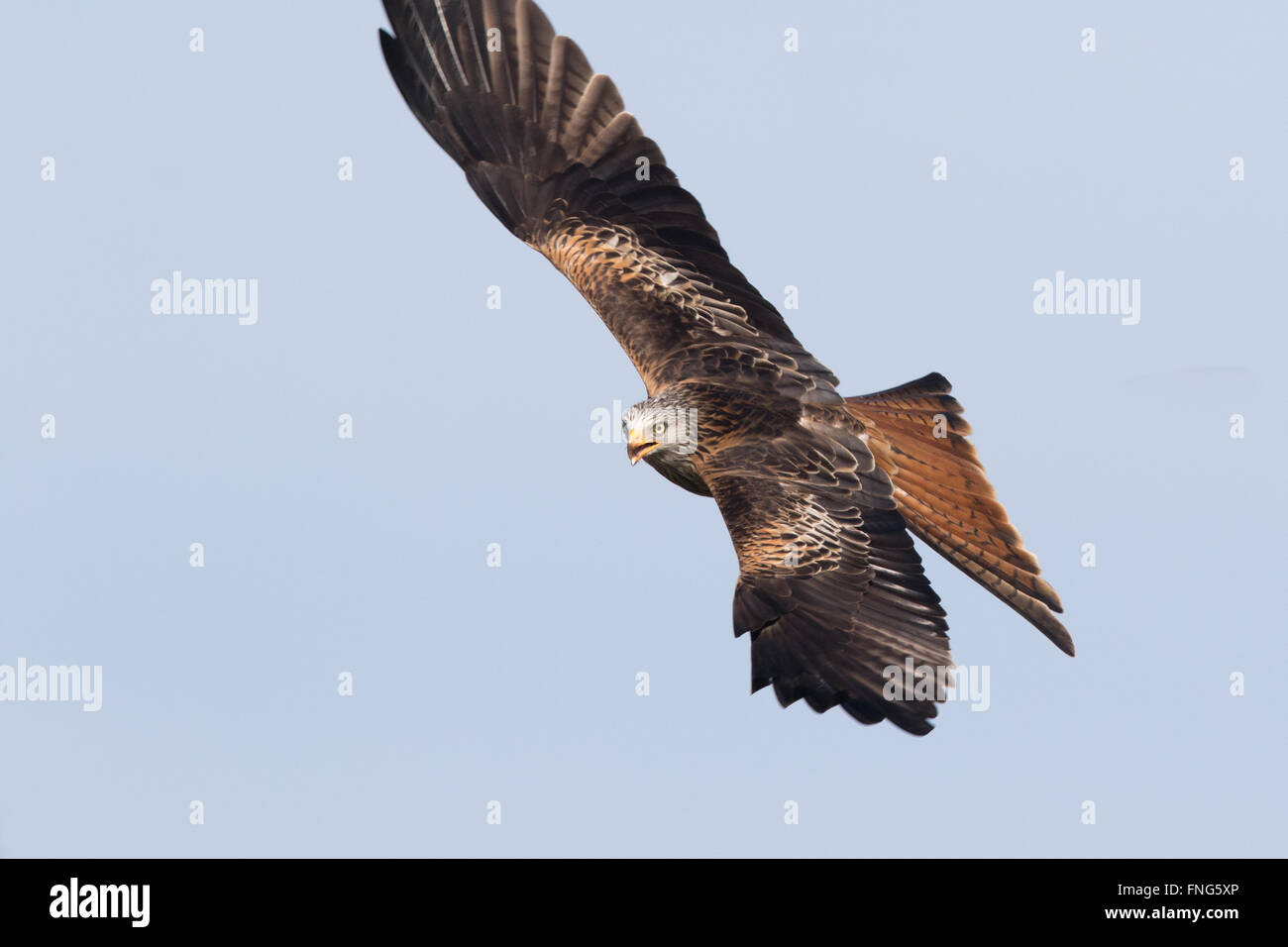 Nibbio reale (Milvus milvus) in volo Foto Stock