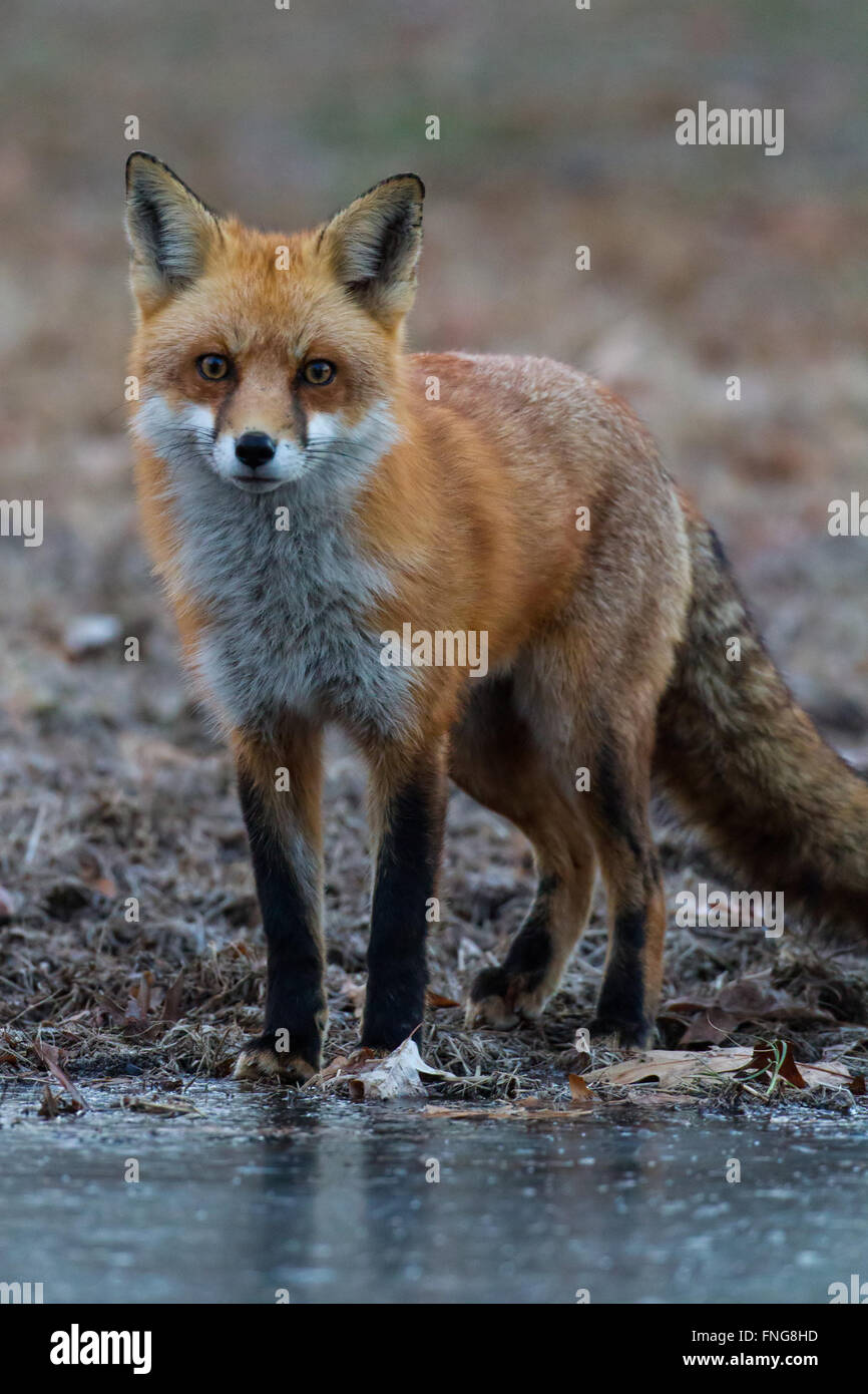 Stalking volpe rossa sul ghiaccio Foto Stock