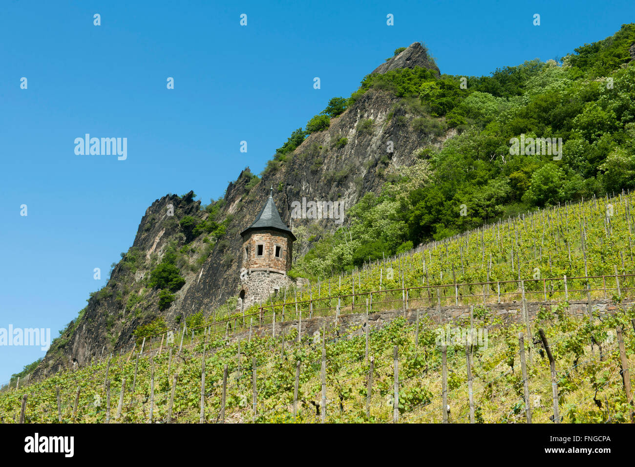 Deutschland, Bad Honnef, Rhöndorf, Weinberge im Drachenloch unterhalb der Felsformation 'Die drei Schwestern des Teufels' Foto Stock