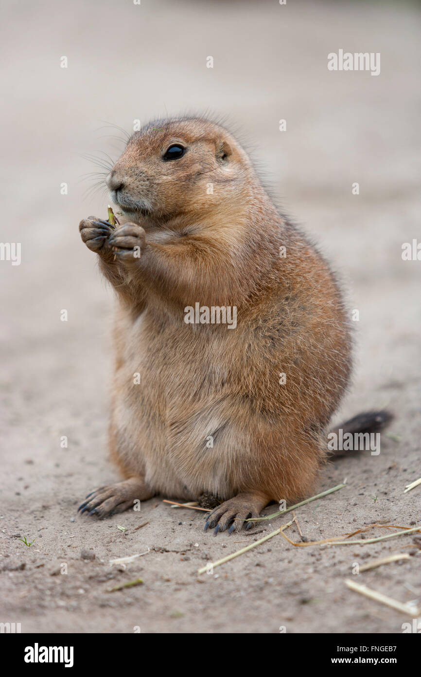 In piedi e mangiare marmotta Foto Stock