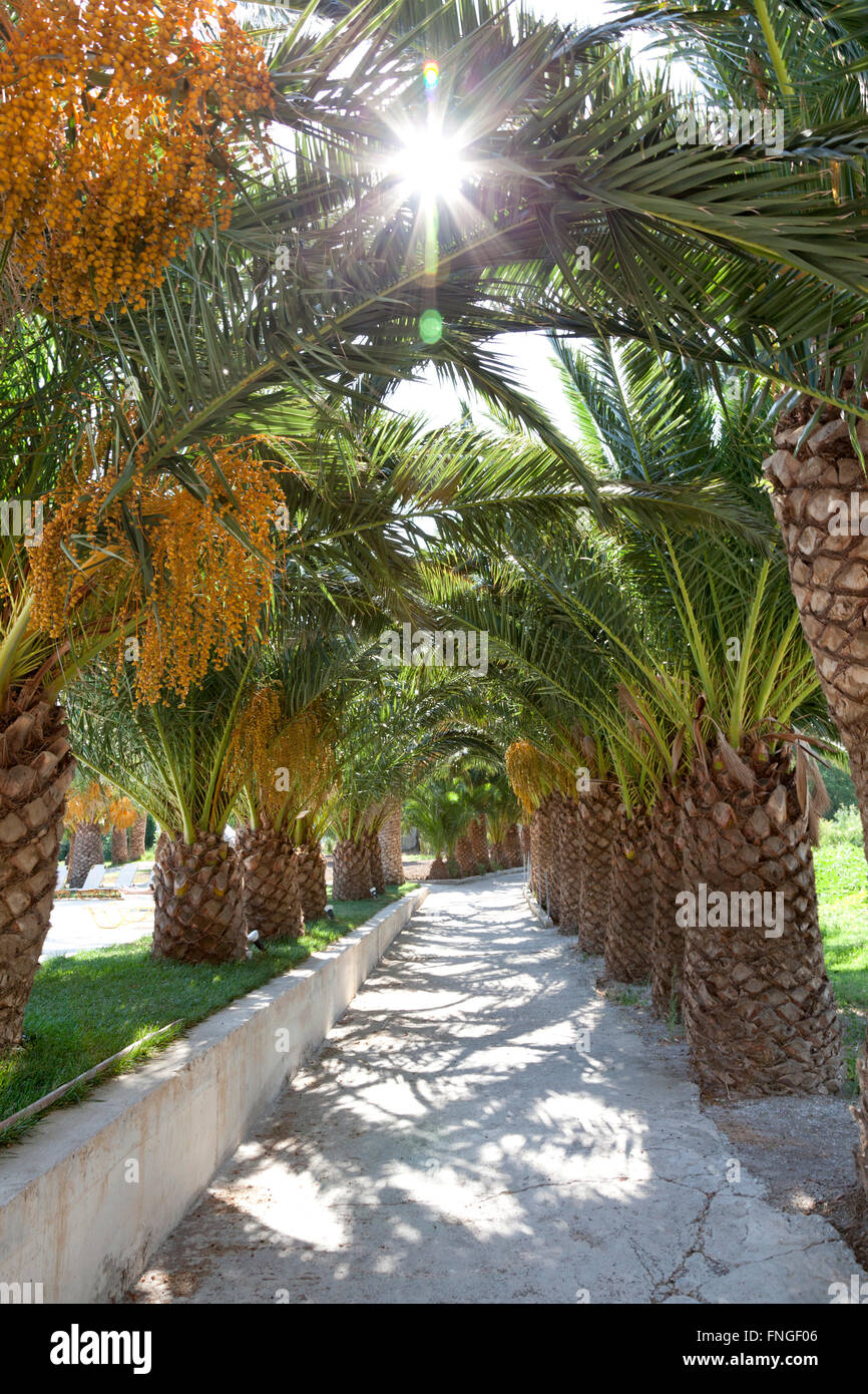 Lane con palme in presenza di luce solare Foto Stock