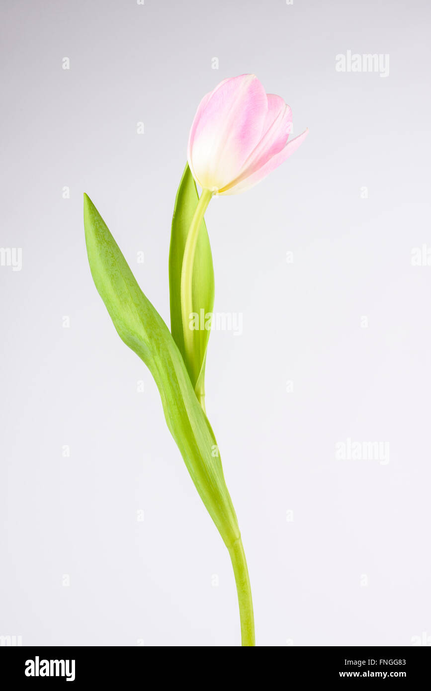 Una rosa tulip contro uno sfondo bianco Foto Stock