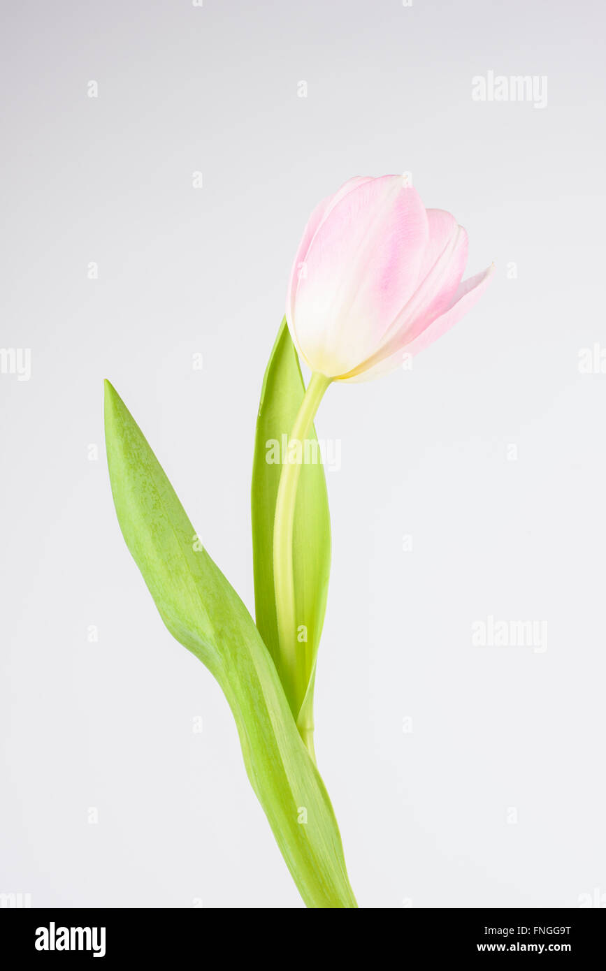 Una rosa tulip contro uno sfondo bianco Foto Stock