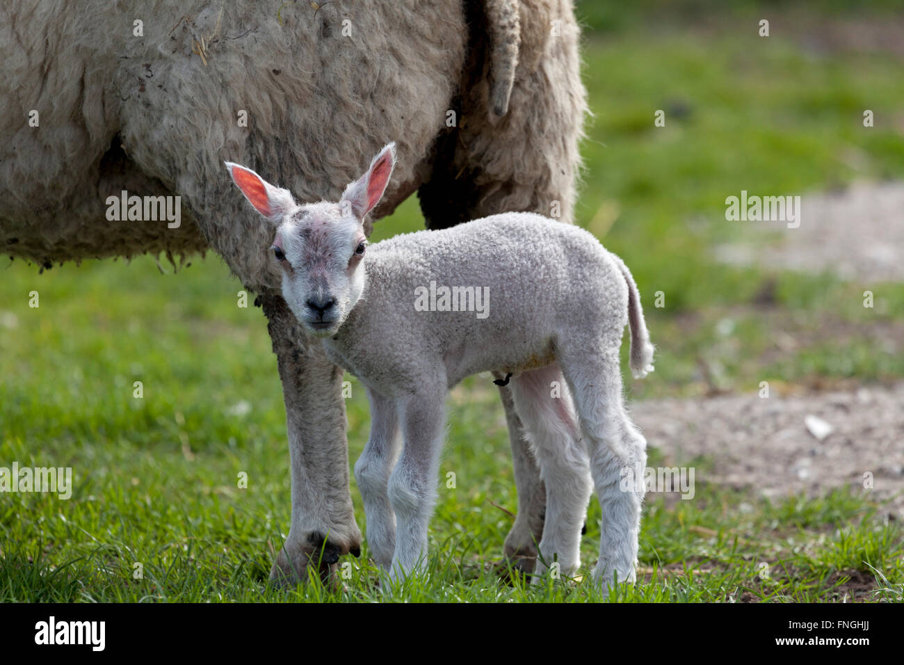 Litltle agnello in Prato Foto Stock