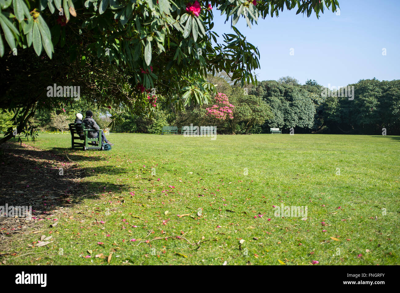 Il Lost Gardens of Heligan, Cornwall, Regno Unito. Foto Stock