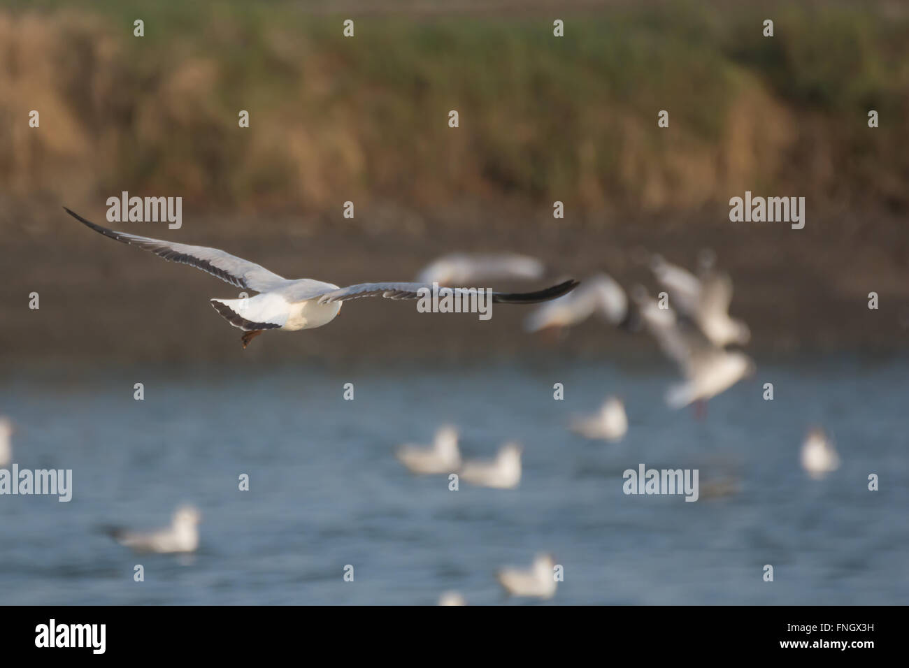 Seagull battenti su uno sfondo morbido Foto Stock