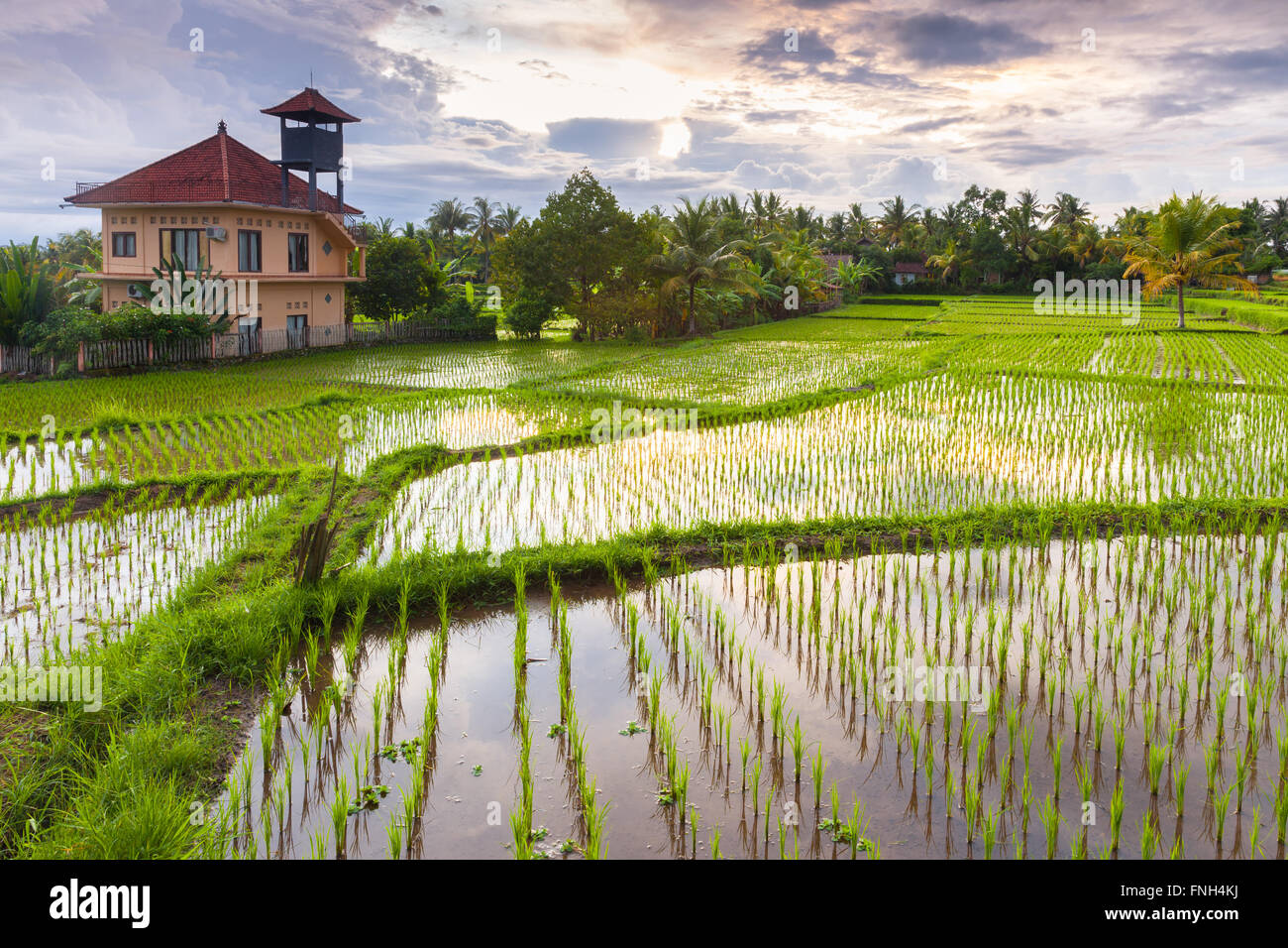 Bel tramonto oltre il campo di riso, Ubud, Bali, Indonesia. Foto Stock