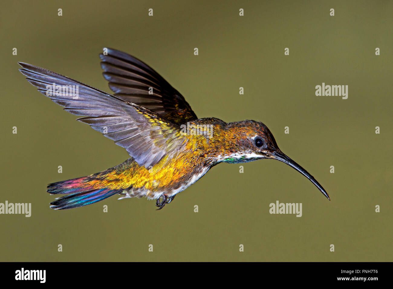 Verde femmina-breasted mango Hummingbird in bilico Foto Stock