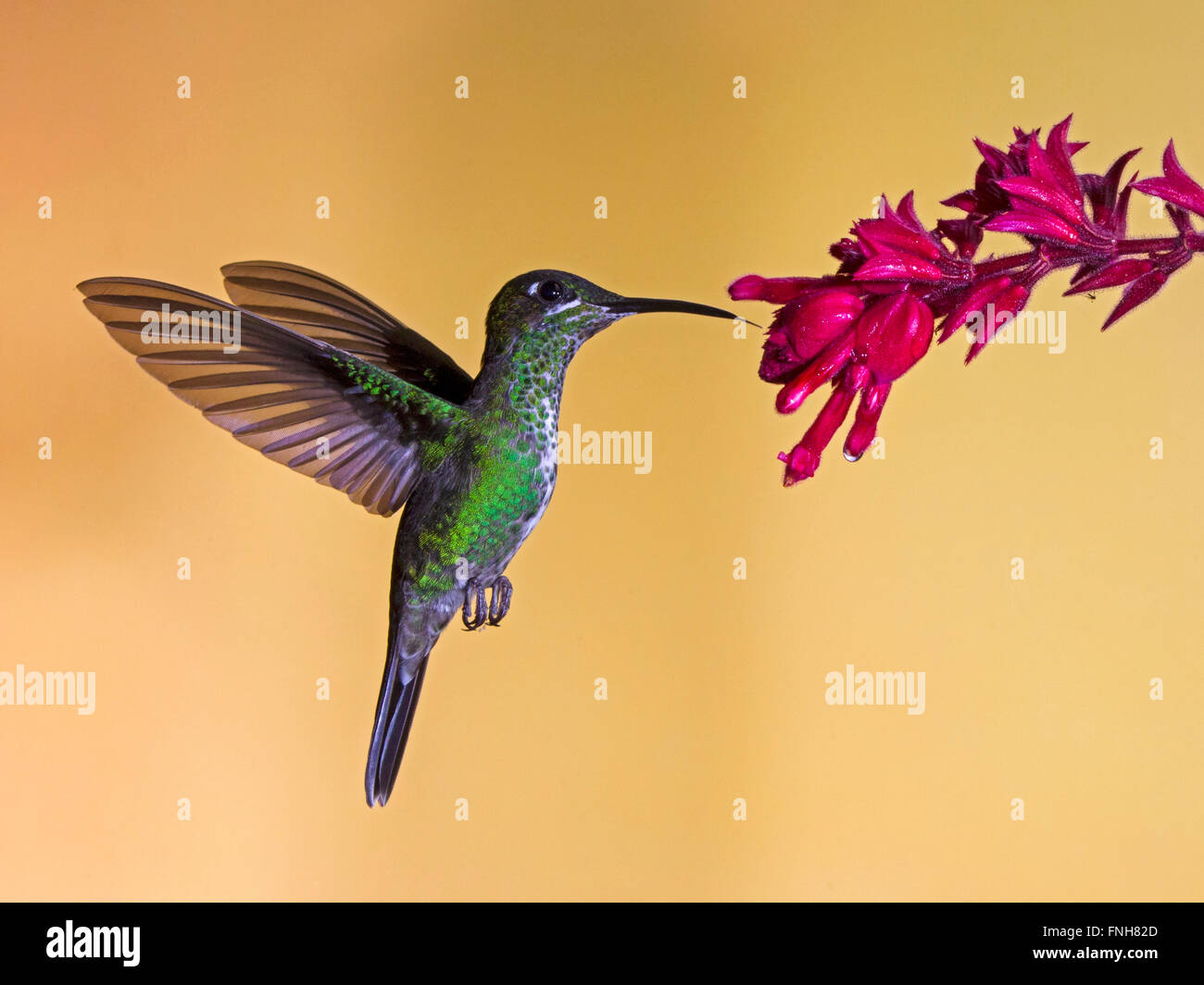 Femmina-verde brillante incoronato hummingbird alimentazione da fiore Foto Stock