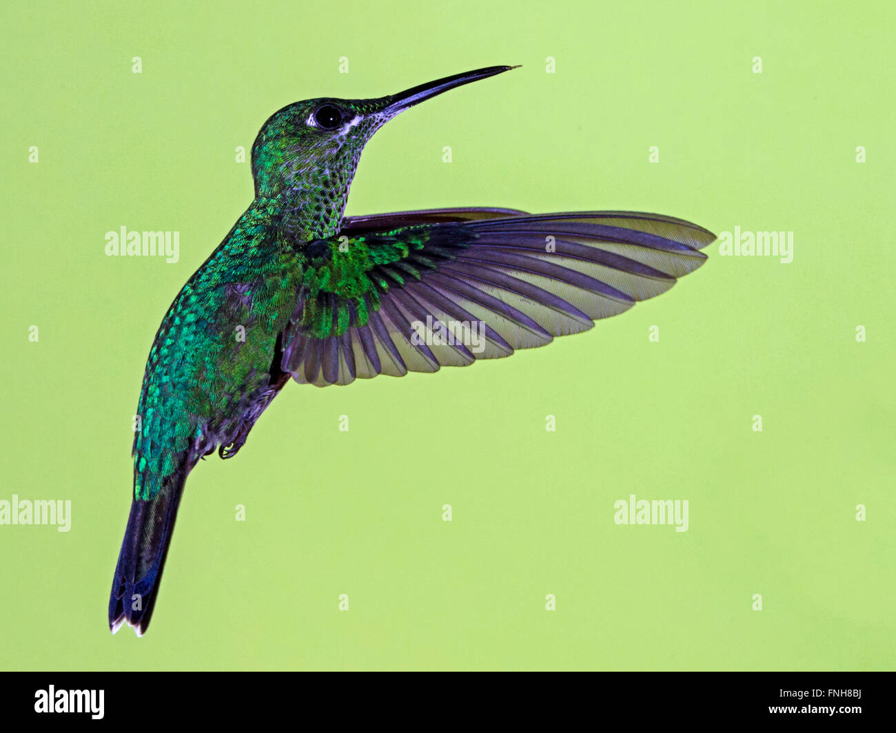 Femmina-verde brillante incoronato Hummingbird in bilico Foto Stock
