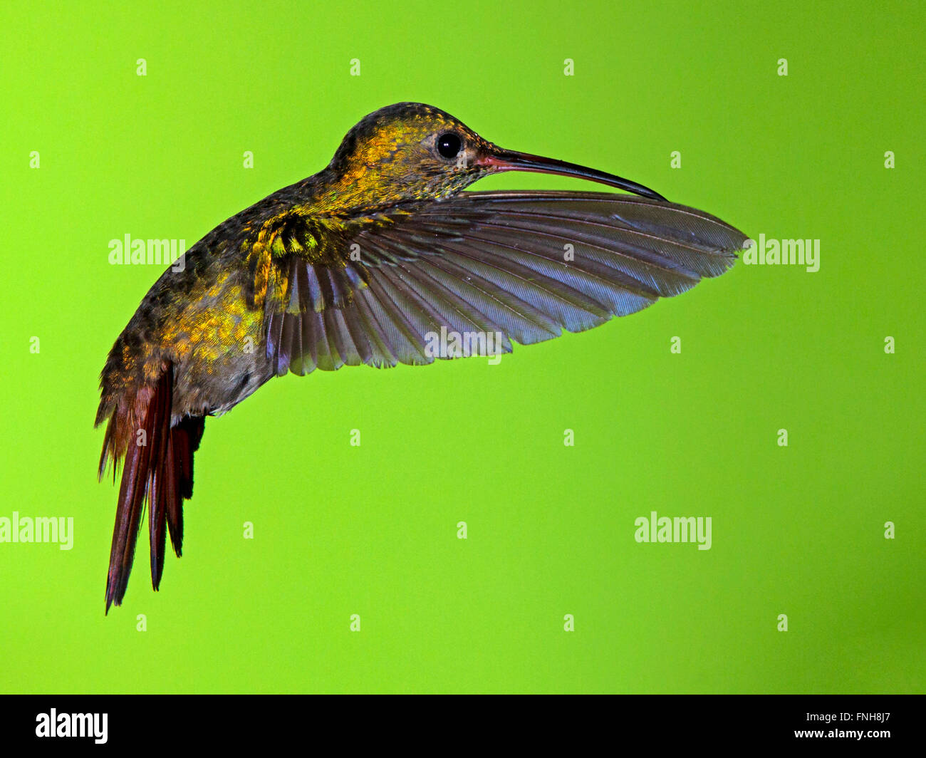 Rufous-tailed Hummingbird in bilico Foto Stock