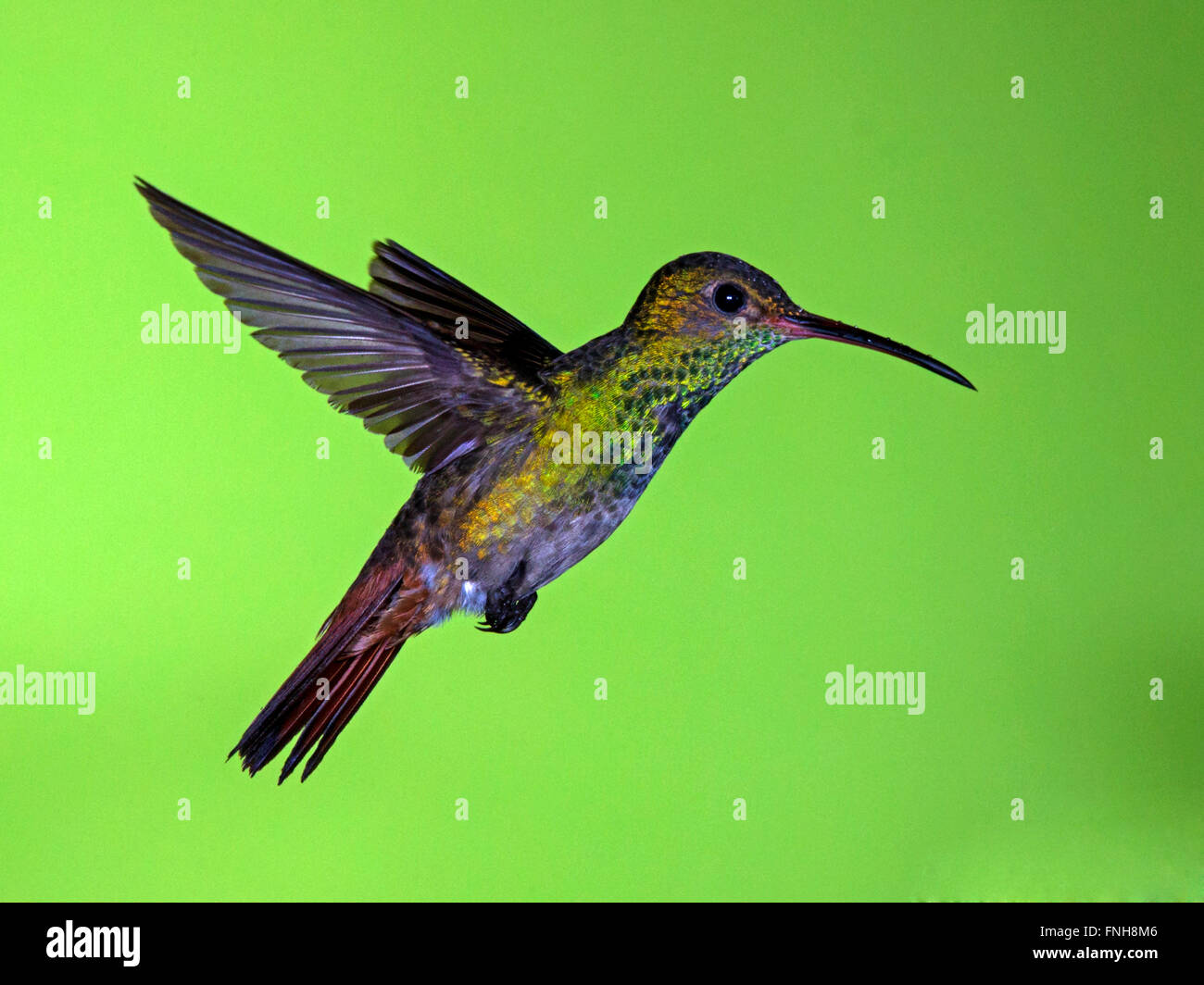 Rufous-tailed Hummingbird in bilico Foto Stock