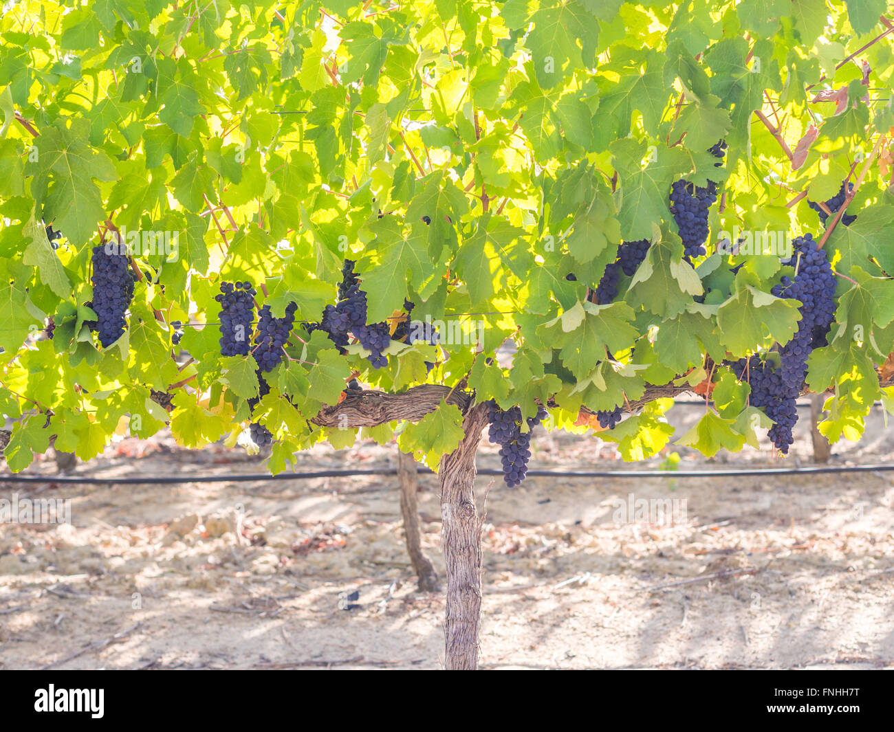 I grappoli di uve a bacca rossa che cresce in uno dei vigneti in Stellenbosh, Sud Africa. Foto Stock