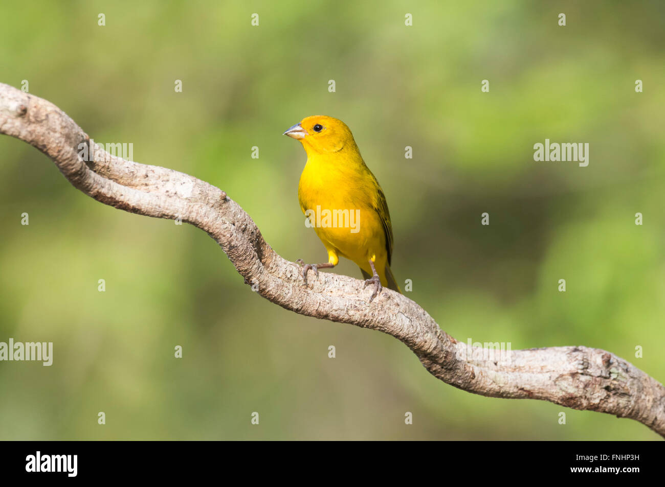 Lo zafferano Finch (Sicalis flaveola) su un ramo, Pantanal, Mato Grosso, Brasile Foto Stock