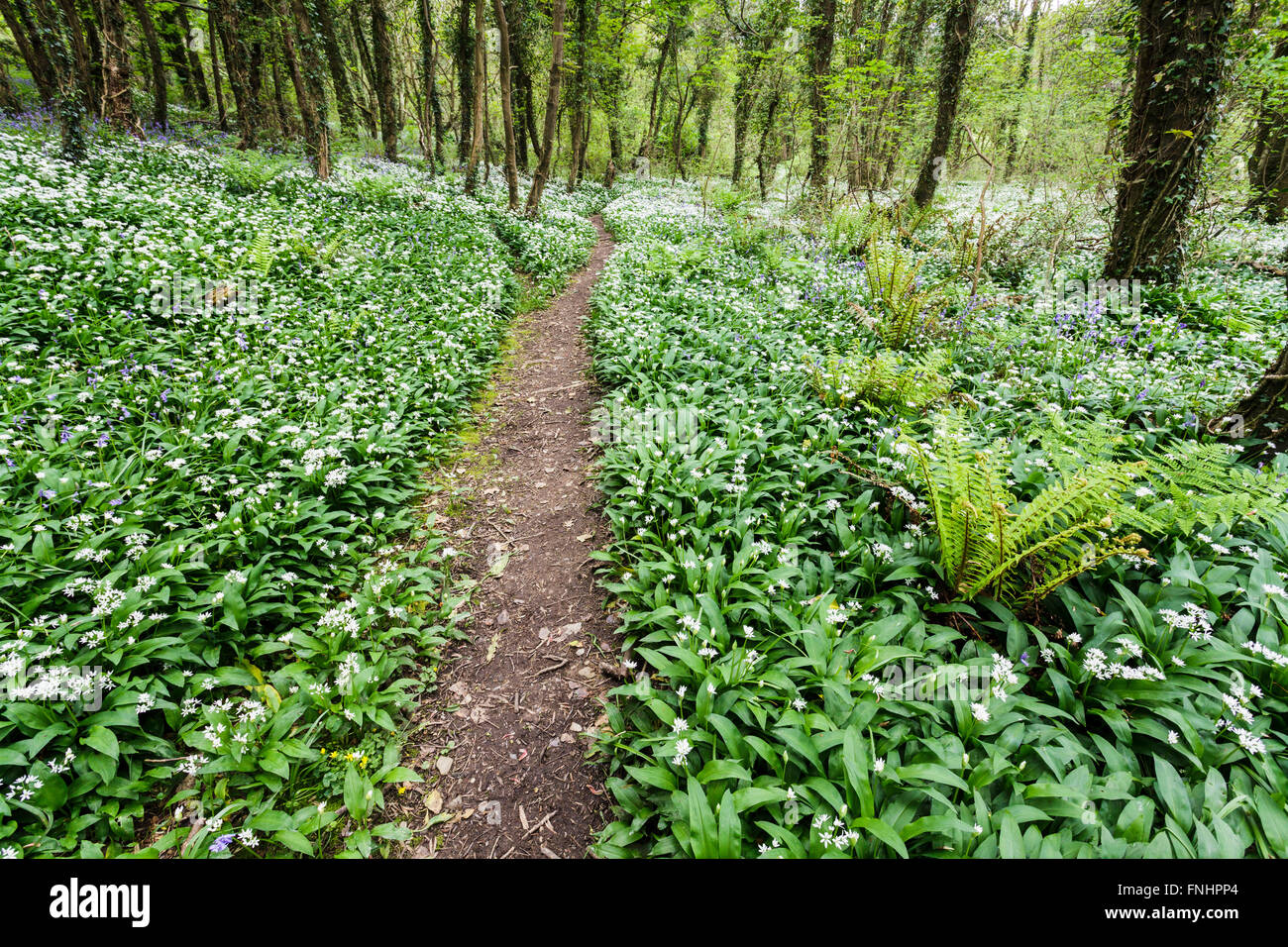 Di latifoglie Bosco in primavera. Foto Stock