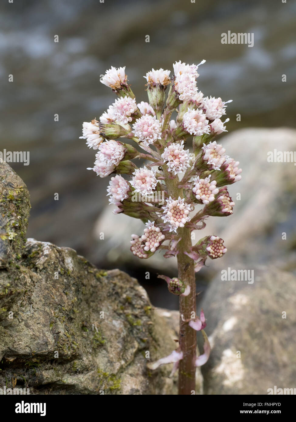 Pianta medicinale. Petasites hybridus fiore dettaglio. Aka Butterbur. Foto Stock