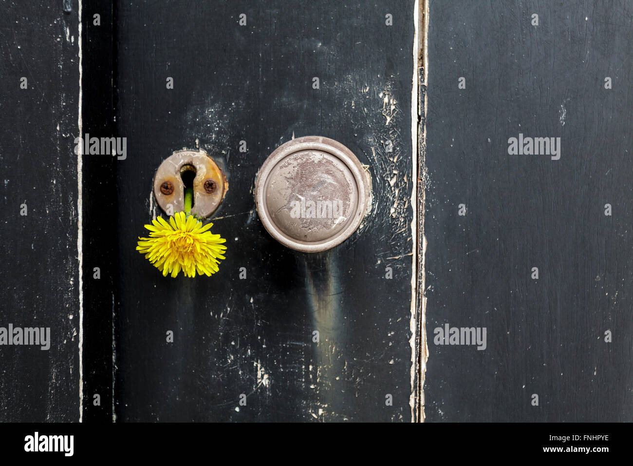 In prossimità di una porta nera con un dente di leone nella toppa. Foto Stock