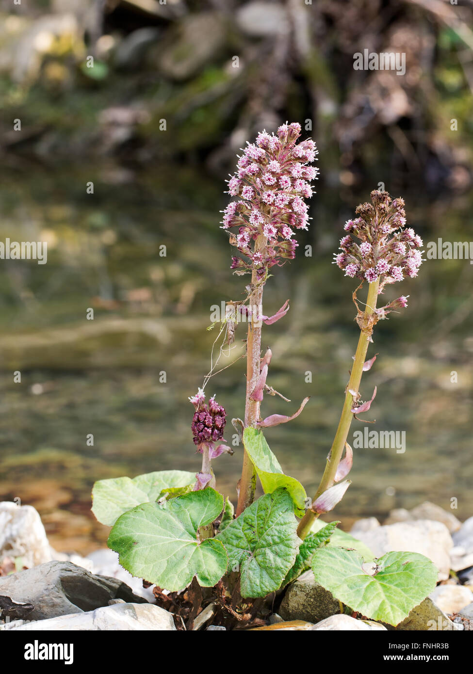 Pianta medicinale. Petasites hybridus in riverside habitat. Foto Stock
