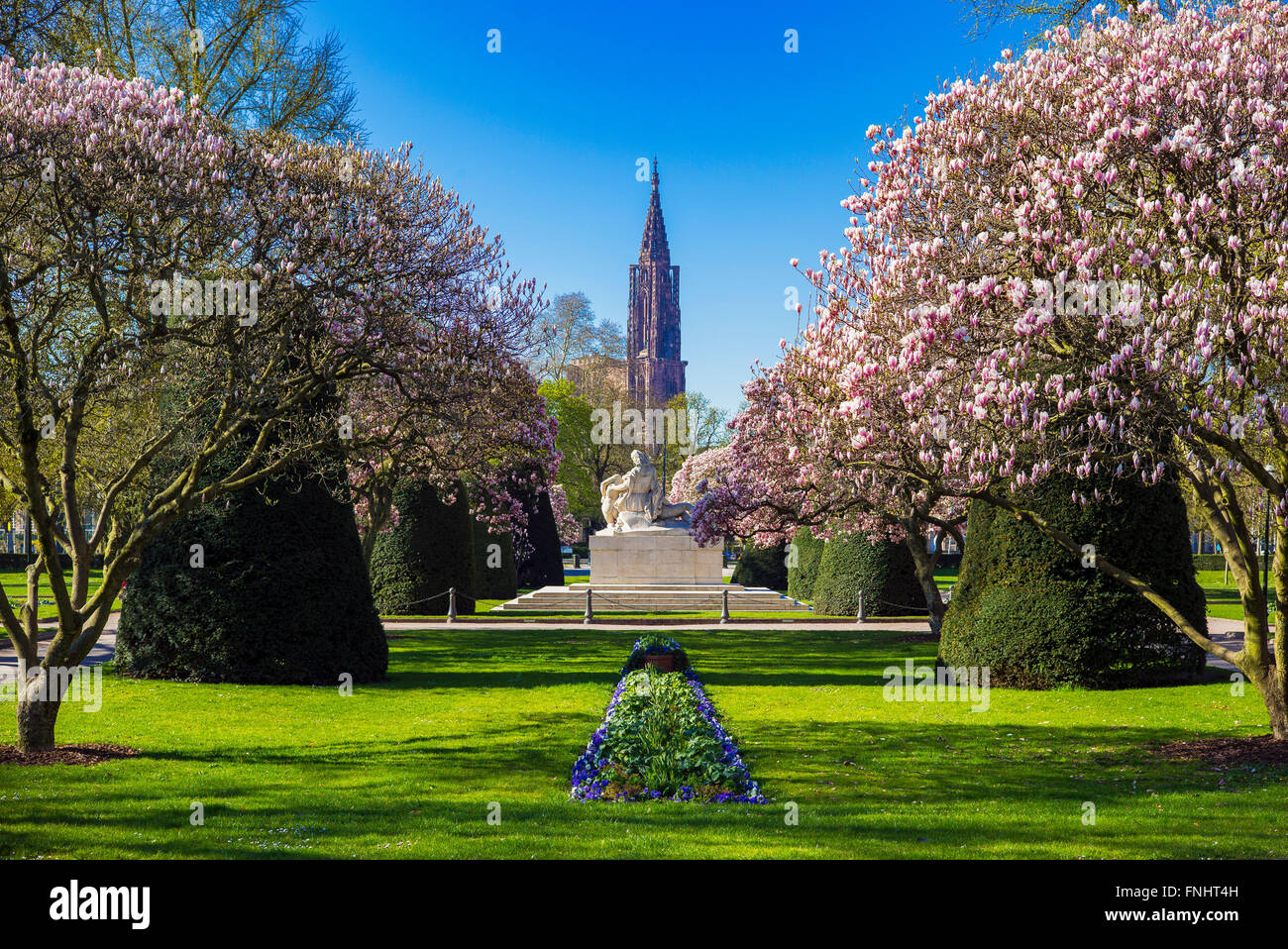 Magnolie in fiore, War Memorial, Cattedrale guglia, Place de la République square, quartiere Neustadt, Strasburgo, Alsazia, Francia, Europa Foto Stock
