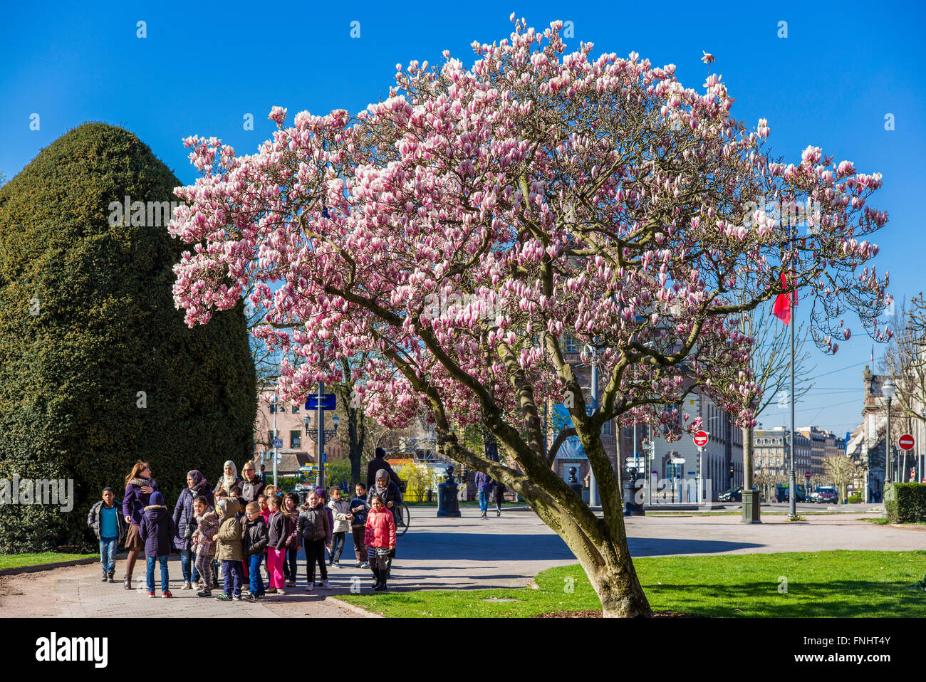 Fioritura albero di magnolia, scolari, Place de la République square, Strasburgo, Alsazia, Francia Foto Stock