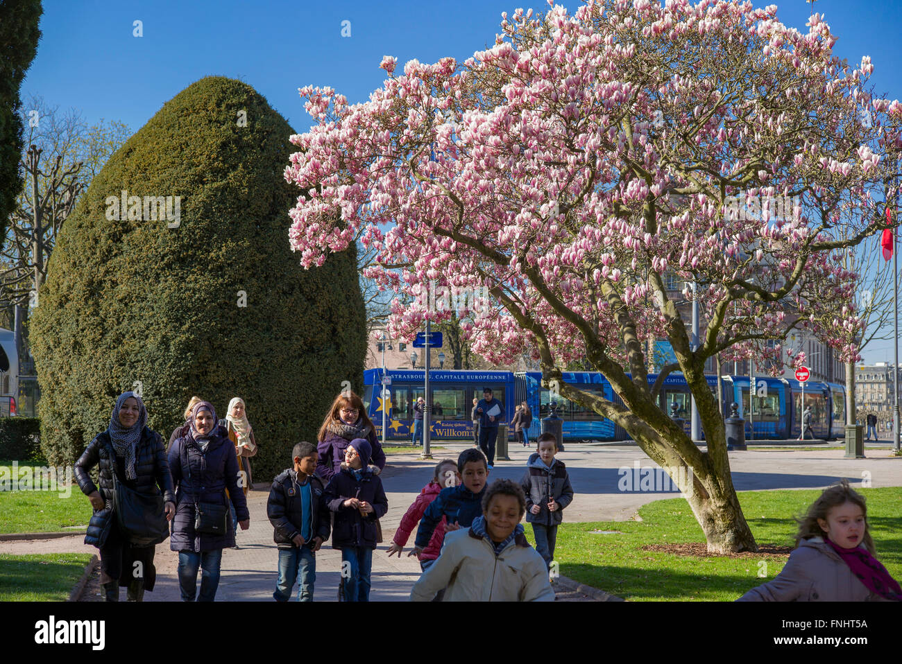 Fioritura albero di magnolia, scolari, Place de la République square, Strasburgo, Alsazia, Francia Foto Stock