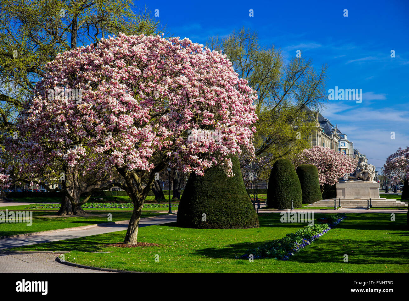 La fioritura degli alberi di magnolia, War Memorial, Place de la République square, quartiere Neustadt, Strasburgo, Alsazia, Francia, Europa Foto Stock