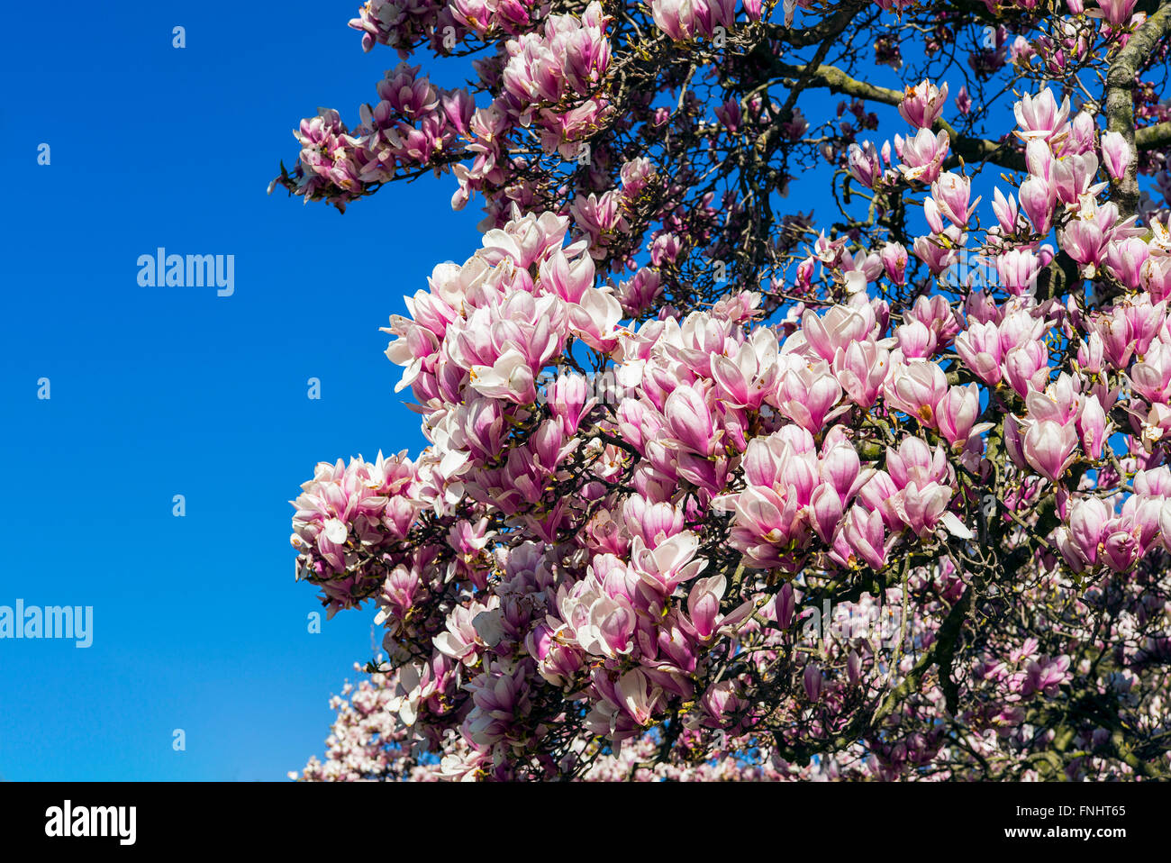 Fioritura albero di magnolia, molla, Alsazia, Francia, Europa Foto Stock